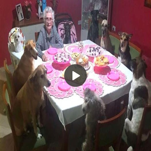 Dogs throw the most adorable party to celebrate Grandma’s 89th birthday, creating a heartwarming and joy-filled celebration.