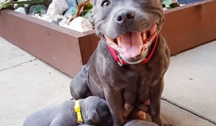 Sweet moment: The dog beams proudly at its owner as it successfully gives birth to 6 adorable puppies.