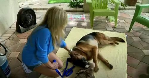 German Shepherd Born Without Back Paws Learns To Walk On His New Legs