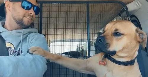 Rescue Dog Holds His New Dad’s Arm on His Way Home, Refuses to Let Go