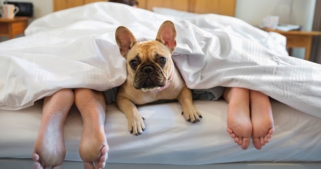 5 Reasons Sharing Your Bed With Your Dog Is Awesome – 105