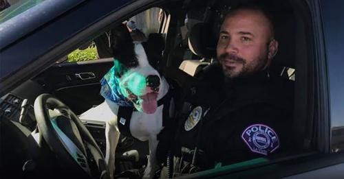 Cops Take Shelter Dogs on Ride-Alongs to Help Increase Their Chance of Adoption