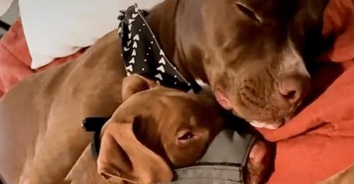 Pit Bull Begs His Mom To Keep His New Foster Sister Forever