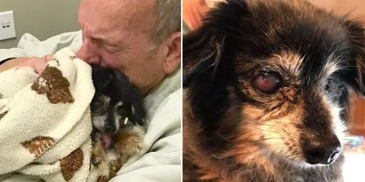 Heartbreaking Story: Man Dies 14 Years After Losing His Beloved Dog, Who He Was Finally Reunited With