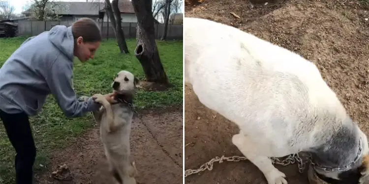 Dog Who Spent Entire Life on a Weighty Chain Grasps Rescuer’s Hand