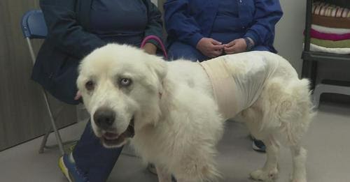 Herding Dog Nearly Loses His Life Protecting His Sheep From A Pack Of Coyotes