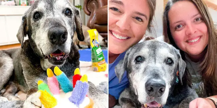 The dog was brought to a shelter when it was 19 years old, and with only one month left to live, the girls made the Dog’s final days special.