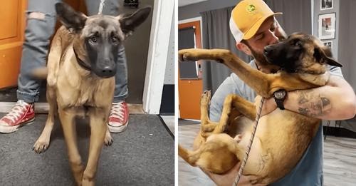 Blind Malinois Scheduled To Be Euthanized Finds The Best New Home