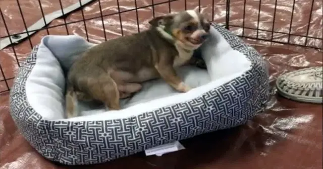 9-Year-Old Chihuahua Saved From Puppy Mill Can’t Believe He Finally Has His Own Bed