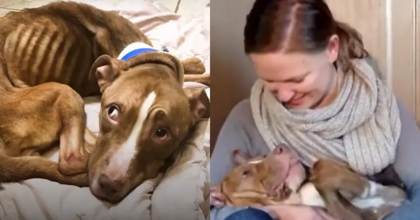 17-lb Starving Dog Discovers Snuggles & What A Full Tummy Feels Like