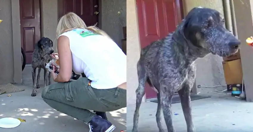 Owner Thought That His Dog Died Two Years Ago, But She Was Found Living Alone In The Mountains