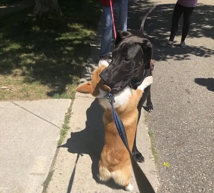 This Corgi has a heart-shaped nose and a passion for making friends with every dog it meets – check it out