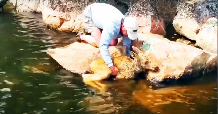 Fisherman Reacts Fast To Save Baby Moose After Falling Into Water