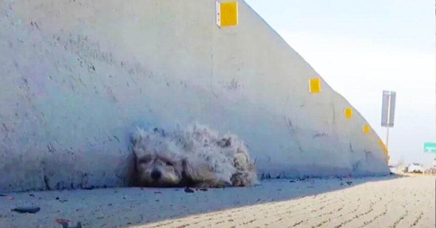 Terrified Small Dog Found Frozen On The Side Of A Busy Freeway