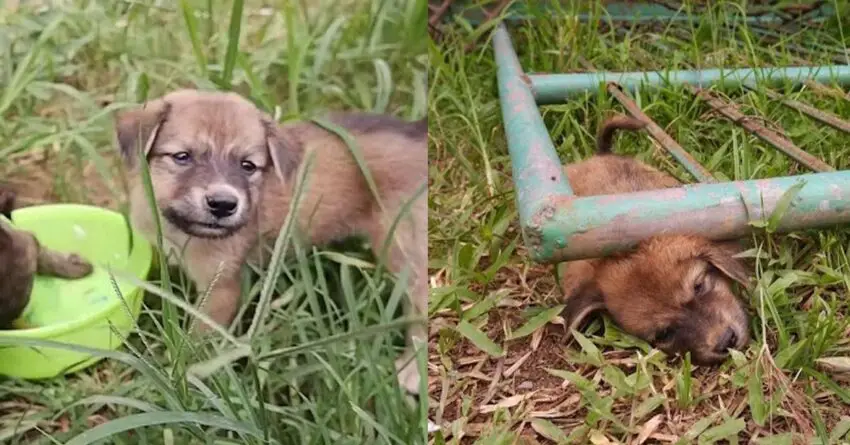 Stray Puppy Who Got Stuck Under A Gate Found Screaming In Pain When Rescued