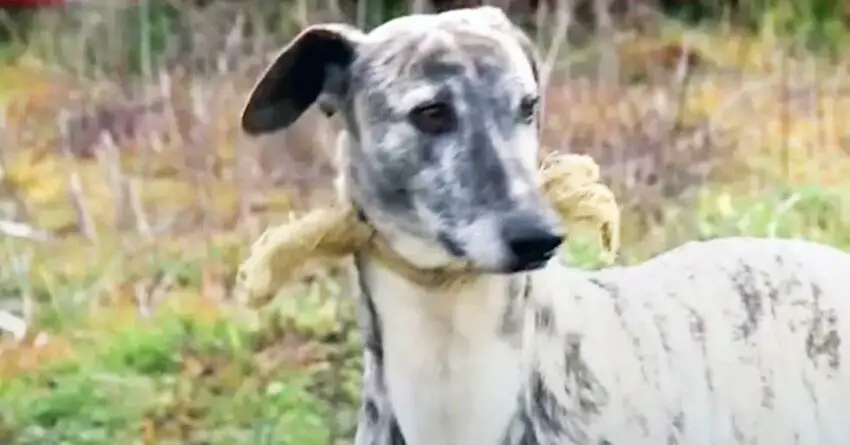 Dog With Broken Noose Around Her Neck Rescued And Feels Love Touch For The First Time