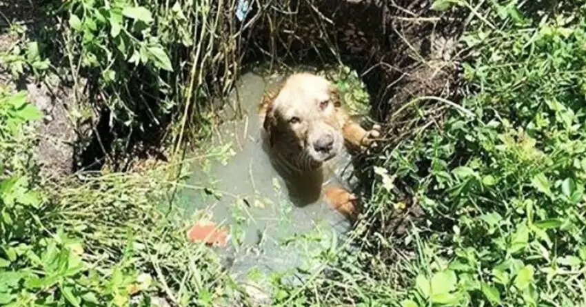 Police Officer Saves Trapped Puppy In Septic Tank And Decided To Become His Father