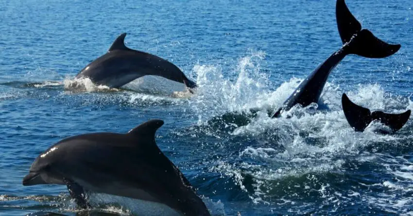 Dolphins Leads Rescue Crew To Lost Swimmer After Being Stranded For 12 Hours At Sea