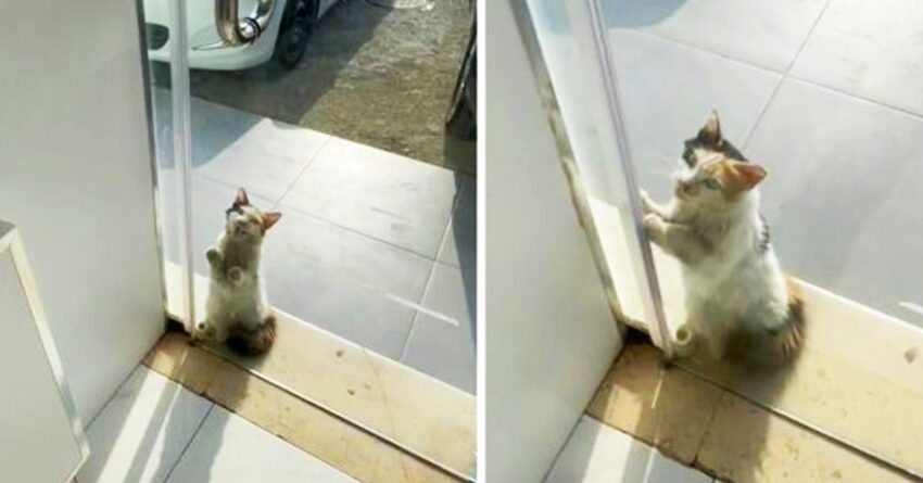 Stray Cat Begs Shop Owner To Allow Her To Get Inside Away From Heatwave