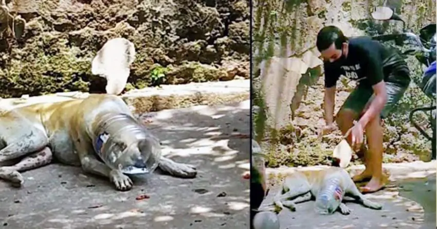 Man Sneaks Up To Save Stray Dog Whose Head Is Being Stuck In A Plastic Bottle