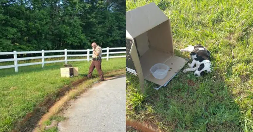 Cop Comes Near By A Box On Side Of The Road And Finds 10-Week-Old Puppy Beside It