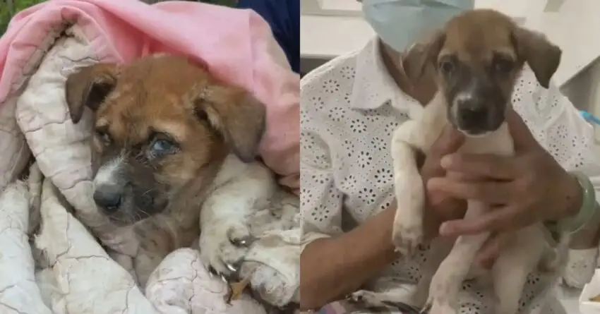 Sick Puppy Being Abandoned In Landfill, Saved And Has Been Given Another Chance At Life