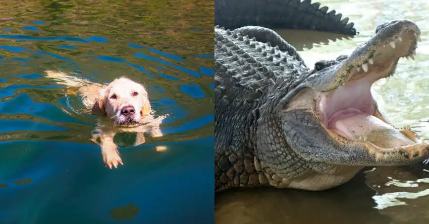 74-Year-Old Woman From Florida Fights Off Alligator To Save Her Dog 