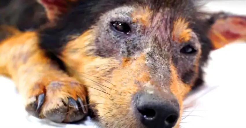 His Eyes Full Of Pain Show She Had Given Up On Life, But Rescuers Wouldn’t Give Up On Her