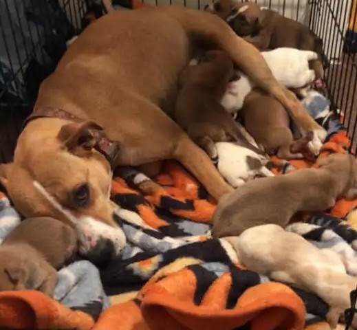 Poor Dog and her nine two-week-old pups were discovered abandoned in a parking area.