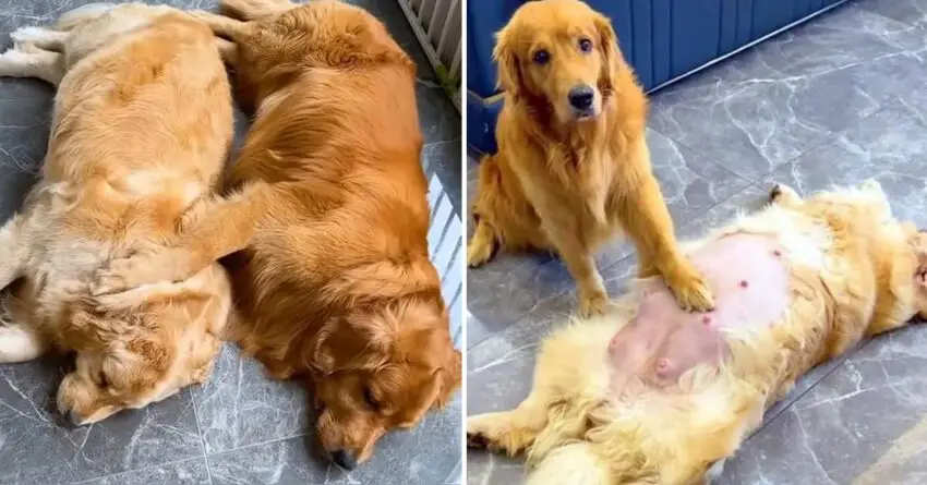 Golden Retriever Melts Million Hearts When Dedicated Himself To Caring For Pregnant Mate