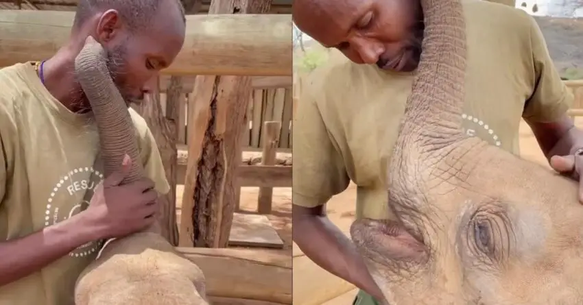 Baby Elephant Melts Million Hearts As Greeting Her Favorite Worker By “Purring”