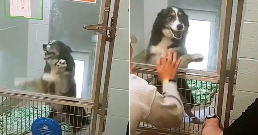 Missing Dog Melts Hearts Of Millions When Reuniting With Mom And Dad In Shelter