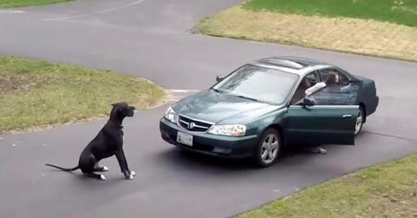 Great Dane Melts 8M Hearts With Sweetest “Driveway Greeting” For His Mom