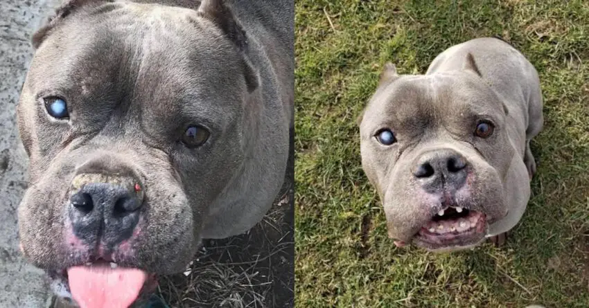 Ugly Unwanted Pit Bull Finally Finds His Forever Home After Long Wait