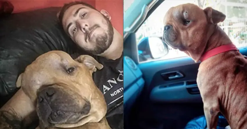 Dog Suffering From Cancer Rejected By 4 Families, Until One Man Sees Him And Takes Action