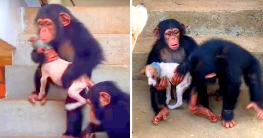 Woman Brought Dying Puppy Into Chimp Sanctuary, And Gets Well Care By Chimp Family