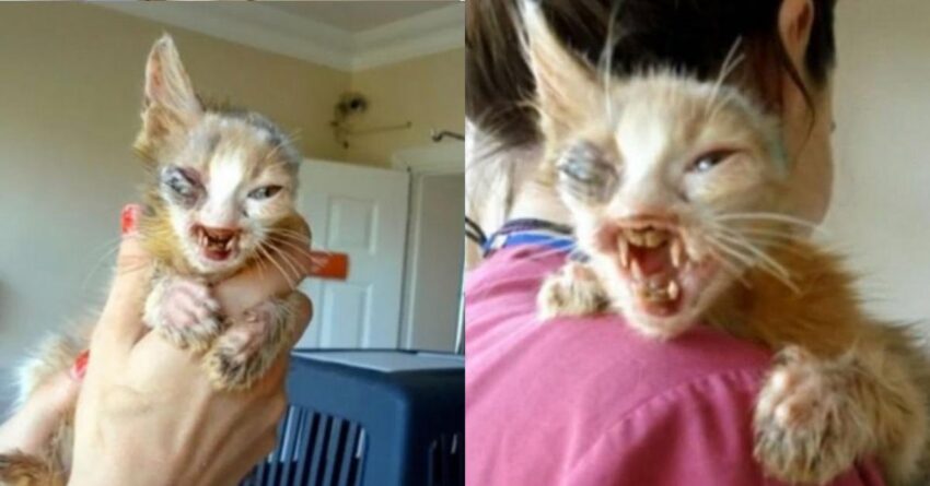 Little Girl Melts Hearts Of Millions For Saving Terrifying Look Kitty