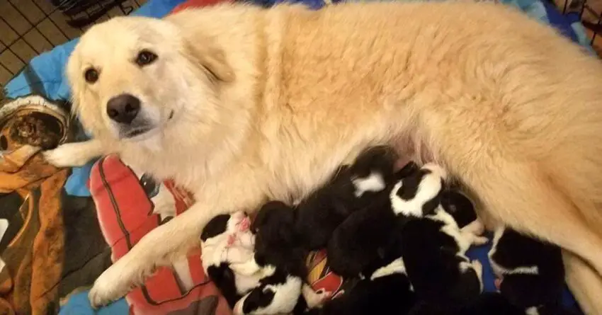 Devastated Mama Dog Lost Her 7 Puppies In Fire, Then She Has Been Showed A Litter Of Orphans