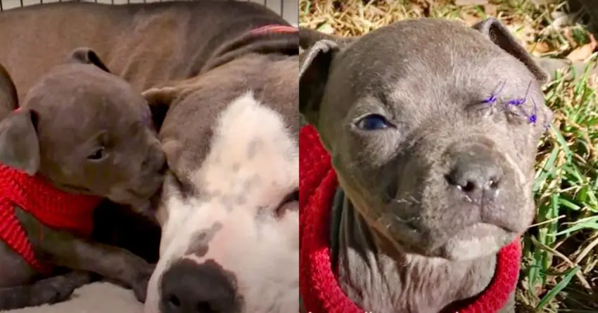 Tiny Pup Melts 8 Million Hearts When Snuggles Into Mama Dog Who Lost Her Puppies