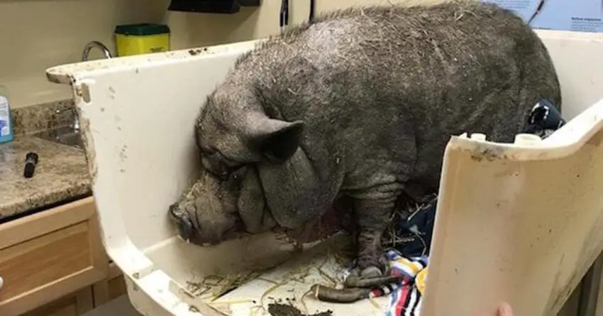 Pet Pig Left All Alone Locked Up In Barn For 11 Years, Now Wags Her Tail For The First Time