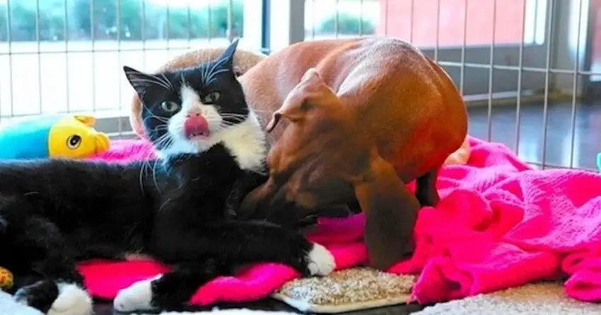 Devoted Dog Refuses To Leave The Side Of Paralyzed Cat After Both Being Abandoned