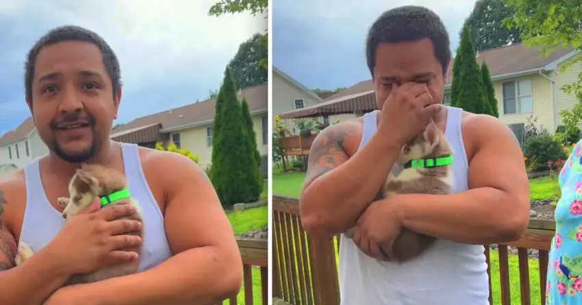 Man Had A Wish Of Owning A Husky For 15 Years, Now Gets His Birthday Surprise