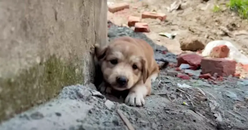 Orphaned Puppy Would Prefer To Stay Homeless Rather Than Being Touched By Humans