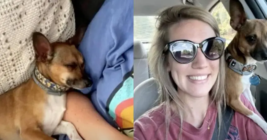 Caring Nurse Adopts Terminally Sick Dying Dog So He Doesn’t Have To Go To Shelter