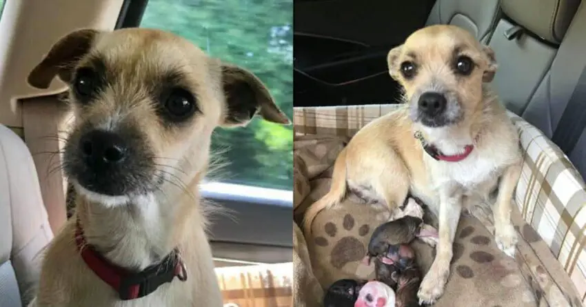 Pregnant Dog Adopted From High-Kill Shelter, Gives Birth While On Her Ride To Home