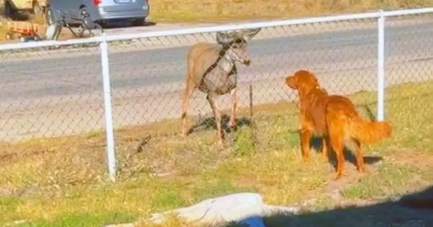 Golden Retriever Builds Friendship With A Deer, Then She Brings Her Family To Meet Him