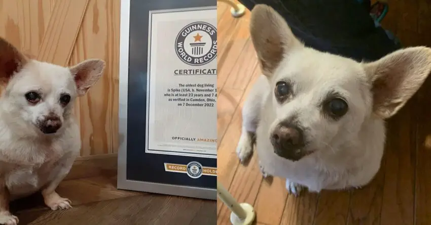 23-Year-Old Chihuahua Has Been Officially Named As The World’s Oldest Living Dog