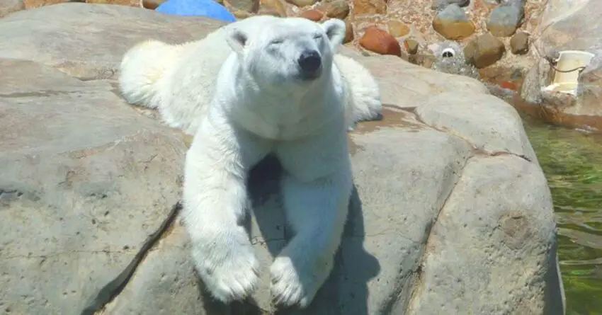 Berlin The Oldest Polar Bear In USA, Passed Away At Age Of 33