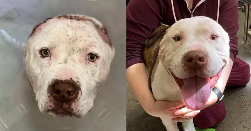 Vets Makes An Adorable New Ears For Injured Pit Bull, And She Is Now Ready For Adoption