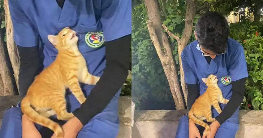 Stray Cat Wants To Say Thank You By Cuddling The Nurse During Long Shift